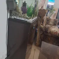 آکواریوم شیشه خم شرکتی|ماهی|مهاجران, |دیوار