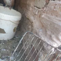 ساده زرد نر