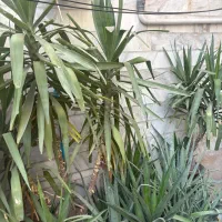 فروش گل و گیاه|گل و گیاه طبیعی|تهران, خرمشهر|دیوار