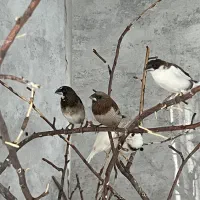 پرنده زینتی