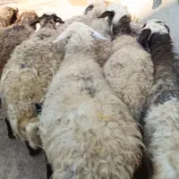 12 راس گوسفند جوان و چاق  ،مایه کرده آبستن|حیوانات مزرعه|قزوین, |دیوار