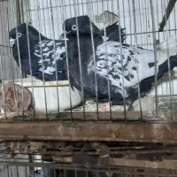 کبوتر فروش گله وتکی