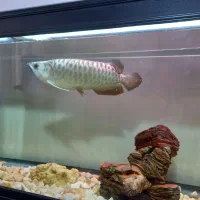 آروانا گلد|ماهی|تهران, افسریه شمالی|دیوار