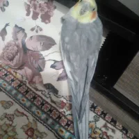 فروش  عروس هلندی