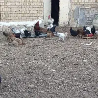 فروش ۵۰ عد مرغ و خروس شهر شال تکی و کلی|حیوانات مزرعه|شال, |دیوار