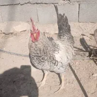 فروش خروس محلی