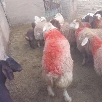 بره|حیوانات مزرعه|تایباد, |دیوار