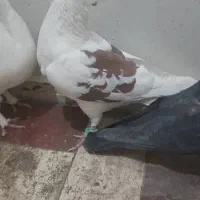 کبوتر|پرنده|تهران, دروازه شمیران|دیوار