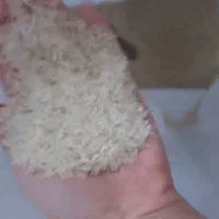 برنج فجر تمیز و یکدست