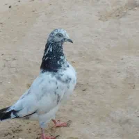 پاکستانی