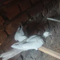 کفتر خانگی