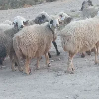 ۲۷راس میش ابستن