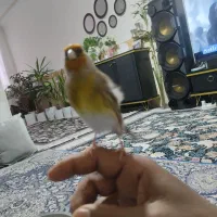 سهره قناری دهن دار روانی دستی