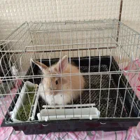 خرگوش نژاد لوپ دستی وخانگی