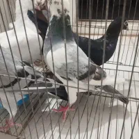 چندتا کفتر فروشی