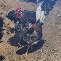 تعدادی خروس جوان گلین