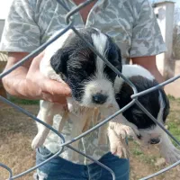 توله سگهایه دورگه محلی و سرابی