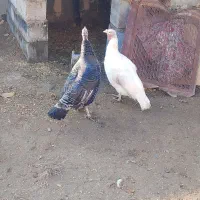 بوقلمو|حیوانات مزرعه|انزل, |دیوار