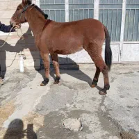 فروش قاطر درج یک