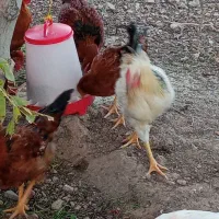 مرغ وخروس پنجاه وچهار قطعه|حیوانات مزرعه|هشتگرد, خور|دیوار