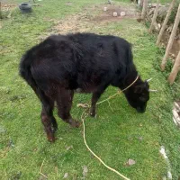 گوساله ماده