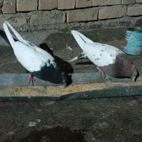 ی جفت سینه سیاه دوکت سفید|پرنده|مشهد, ادیب نیشابوری (شهرک غرب)|دیوار