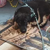 واگذاری سگ ژرمن شپرد کینگ