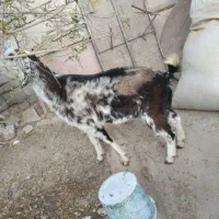 بز آبستن قیمت پایین فقط۷۵۰۰+ بره نر و ماده|حیوانات مزرعه|زابل, |دیوار