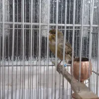 قناری نر اصیل شلاقی