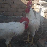 خروس سفید خوشگل|پرنده|الوند, |دیوار