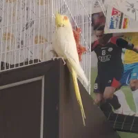 عروس هلندی ماده