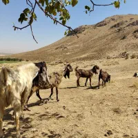 بز پاکستانی