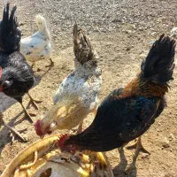 خروس  محلی|حیوانات مزرعه|هشتگرد, خور|دیوار