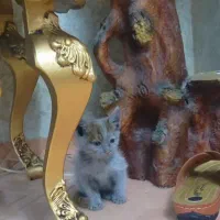 واگذاری بچه گربه