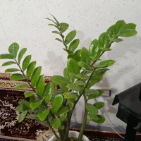 گل زامفولیا