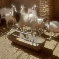 فروش گوسفند