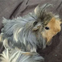 خوکچه هندی فشن مو بلند سنجابی قهوه ای|موش و خرگوش|اهواز, کیان اباد|دیوار