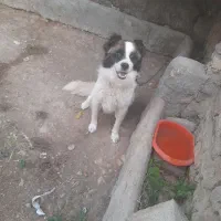 فروش سگ نگهبانی ۶تومن