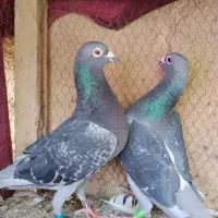 فروش یه جفت پلاکی