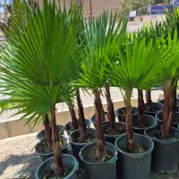 درخت نخل پالم بادبزنی *گلخانه من*