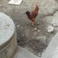 هشت عدد خروس سرحال|حیوانات مزرعه|لاهیجان, گلستان|دیوار