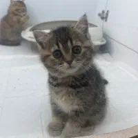 بریتیش گلد|گربه|اهواز, کیانپارس |دیوار