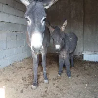 خر و کره|حیوانات مزرعه|اصفهان, ارداجی|دیوار