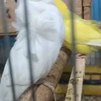 مرغ عشق پروانه ای جفت800