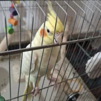 عروس هلندی نر