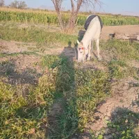 مادیون|اسب و تجهیزات اسبسواری|بسطام, |دیوار