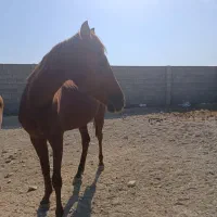 اسب دوخون|اسب و تجهیزات اسب‌سواری|دوگنبدان, |دیوار