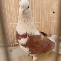 کبوتر  نرپشت تهرونی|پرنده|مشهد, ایثار|دیوار