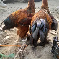 خروس امپراطور برهما