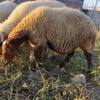 میش|حیوانات مزرعه|گیلان غرب, |دیوار